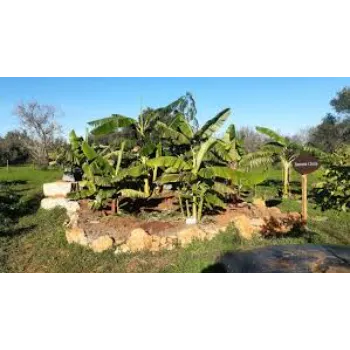 Green Banana Plants